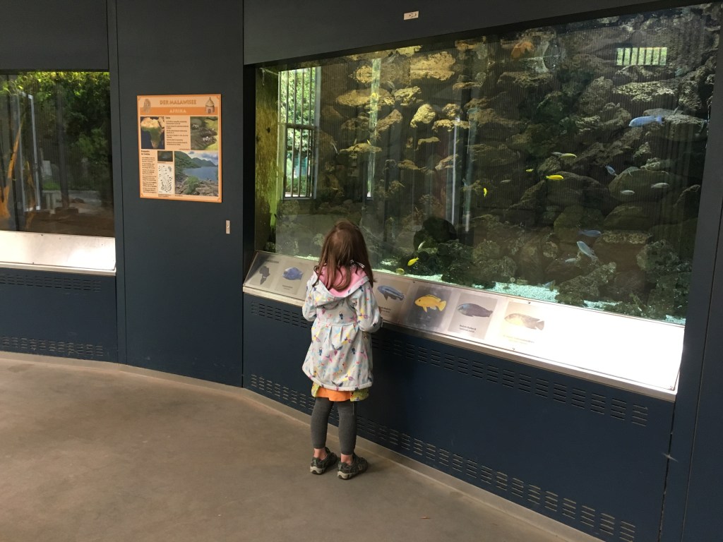 Fische im Dresdner Zoo