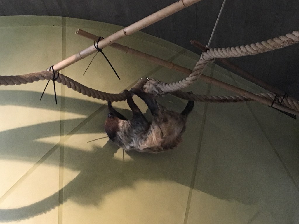 Faultier im Zoo Dresden