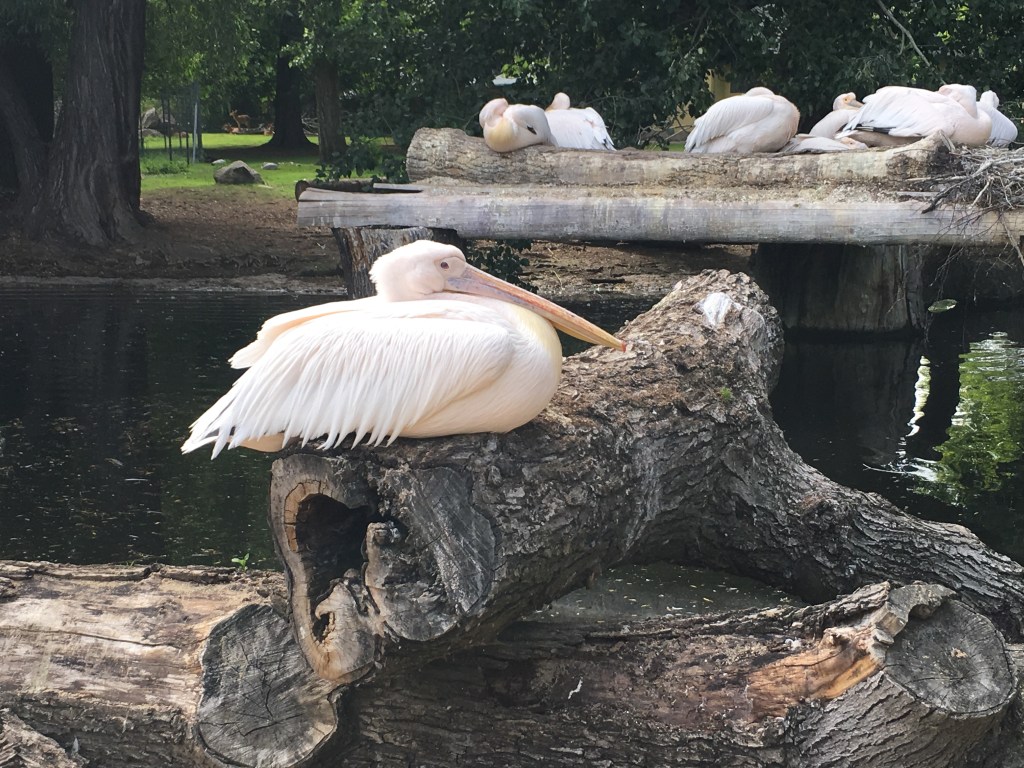 Pelikan Zoo Dresden