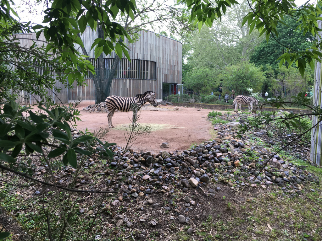 Zebra im Dresdner Zoo