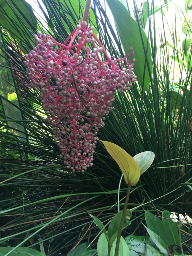 Pflanze im Botanischen Garten