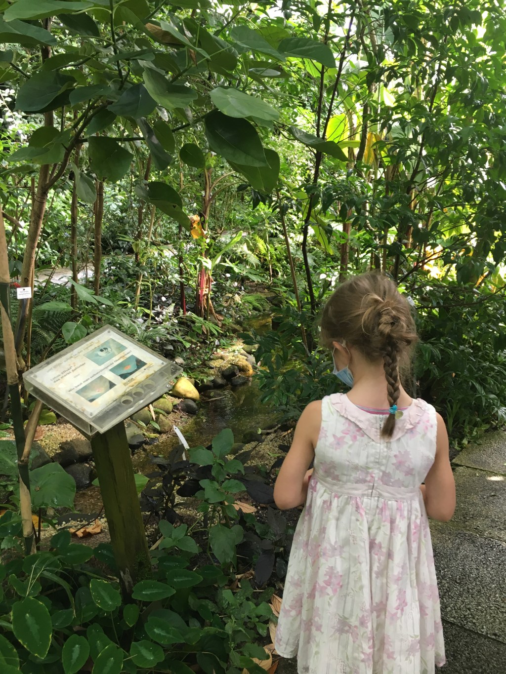 Rosen, Tulpen und Bananenstauden: der Botanische Garten in&nbsp;Dresden