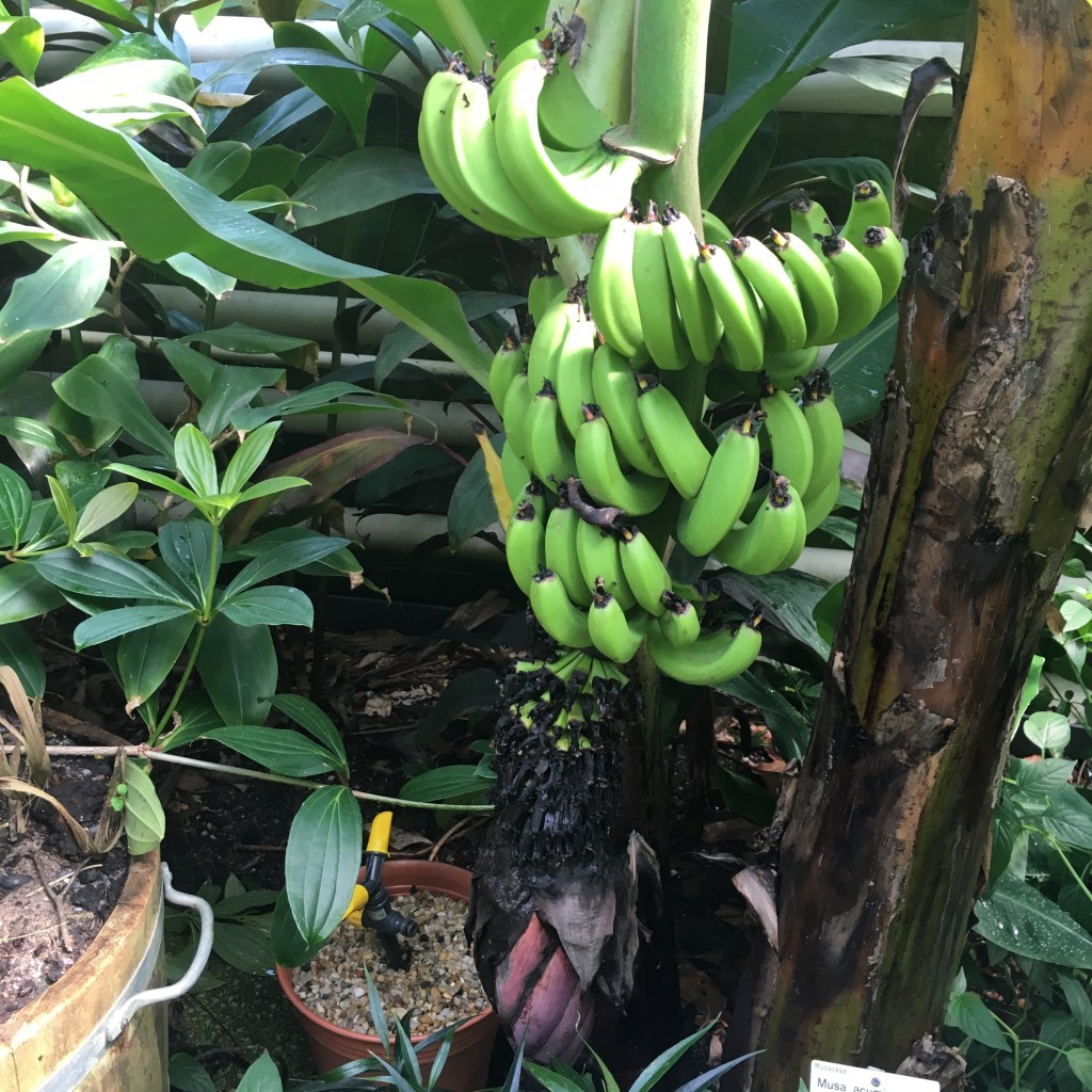 Grüne Bananen in Dresden