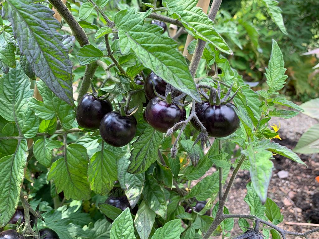 schwarze Tomaten