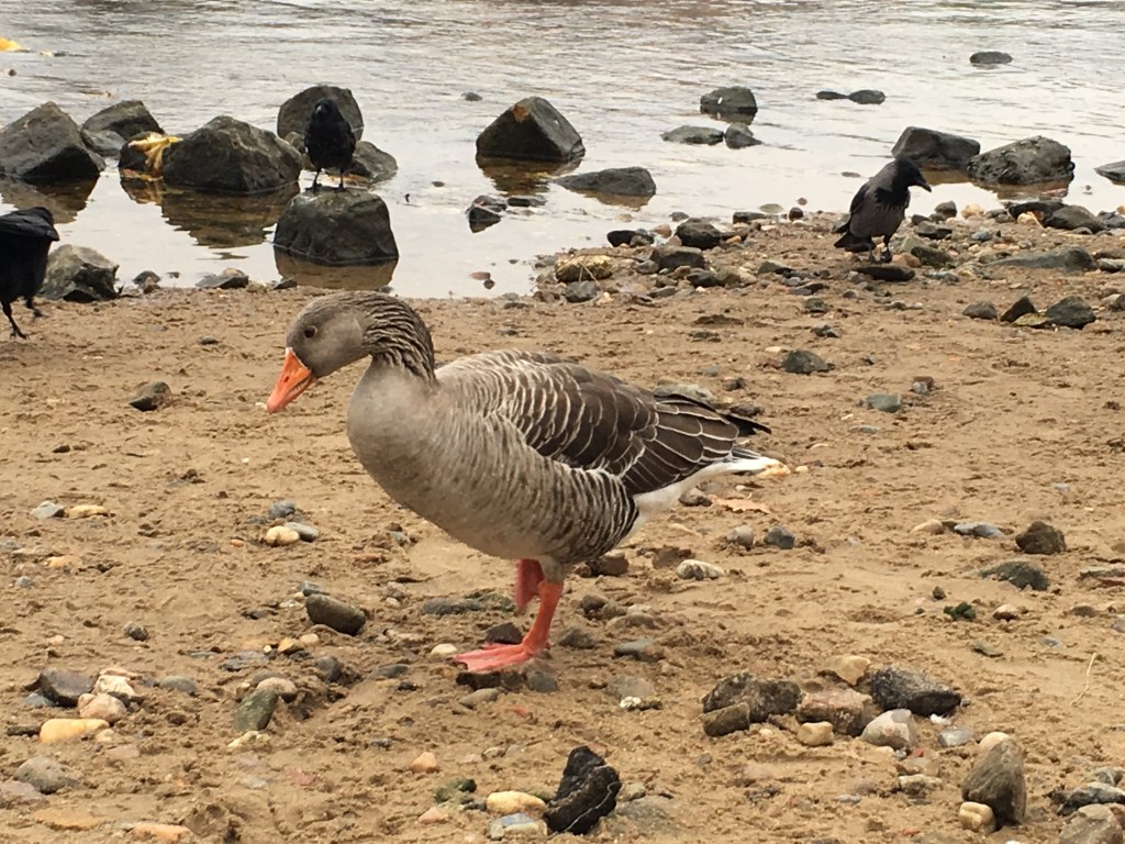 Gans in Dresden an der Elbe