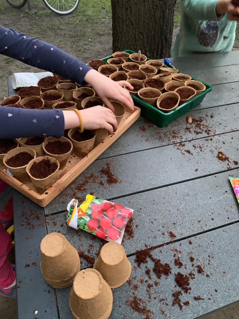 Anzucht von Radieschen