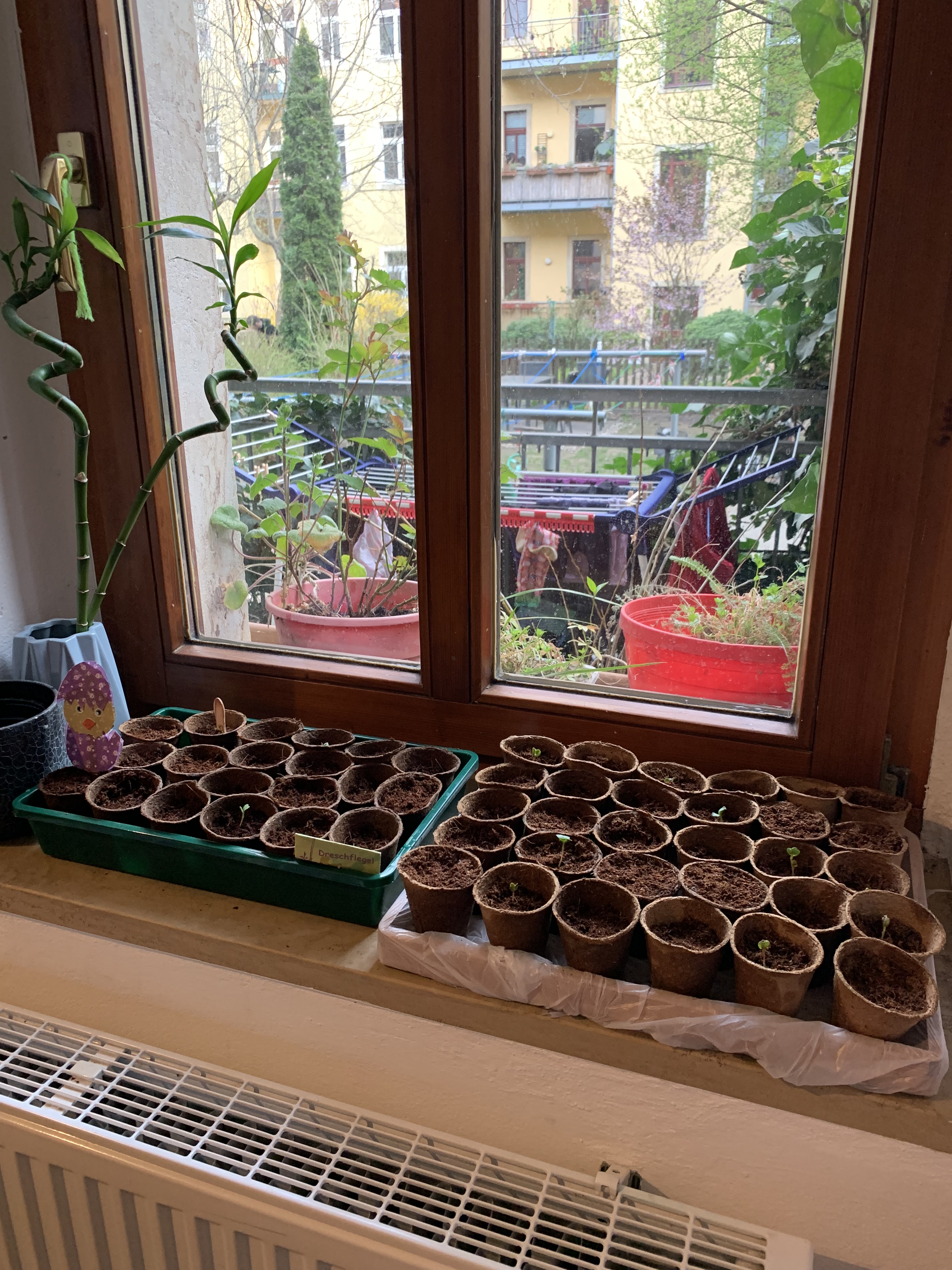 Anzucht von Pflanzen