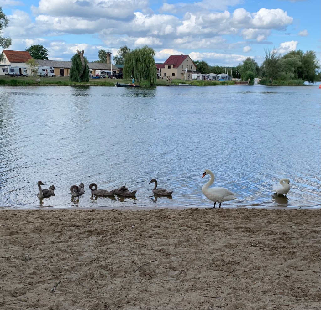 Schwanenfamilie