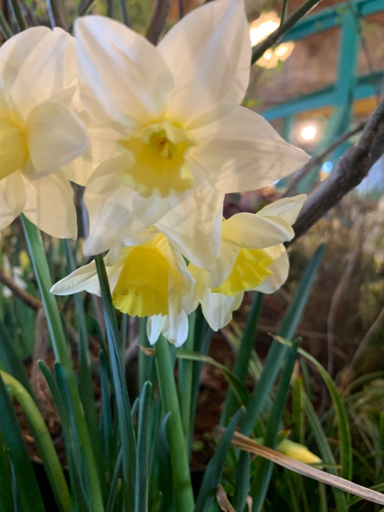 Dresdner Frühling 2023