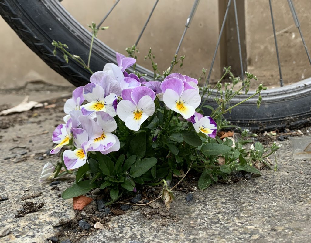 Stiefmütterchen auf Gehweg an einem Fahrradreifen