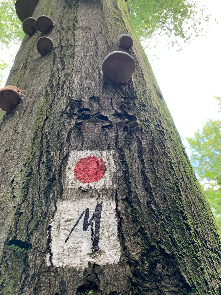 Baum mit Wanderzeichen und Baumpilzen