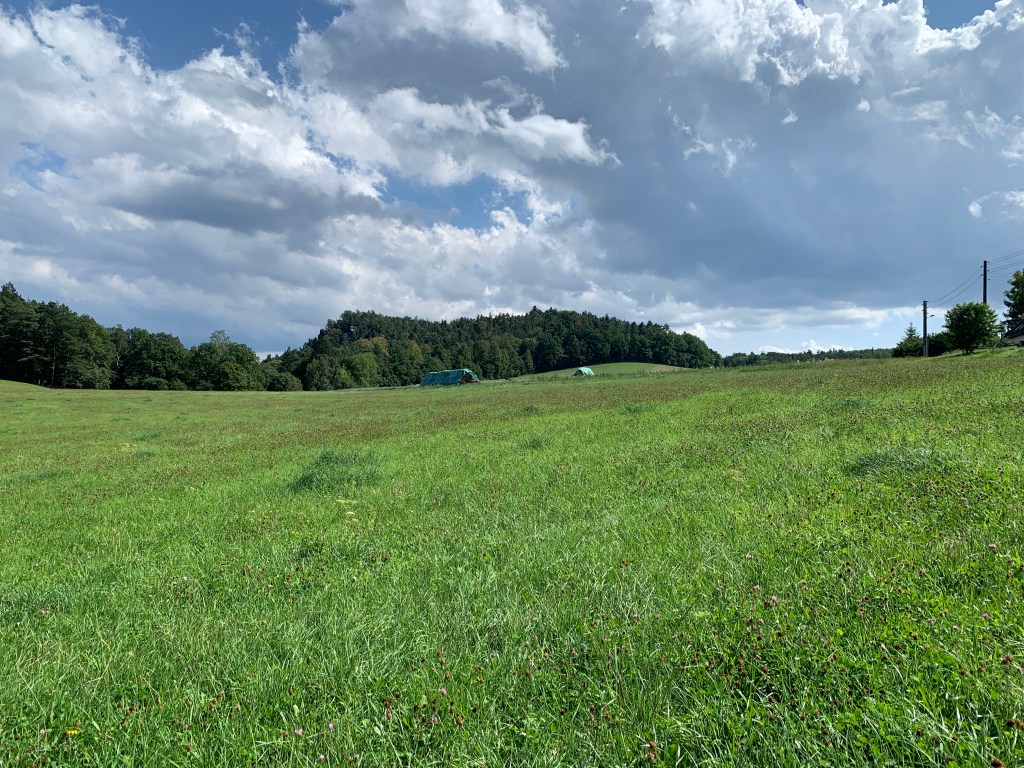 Wiesenfläche mit angrenzendem Wald