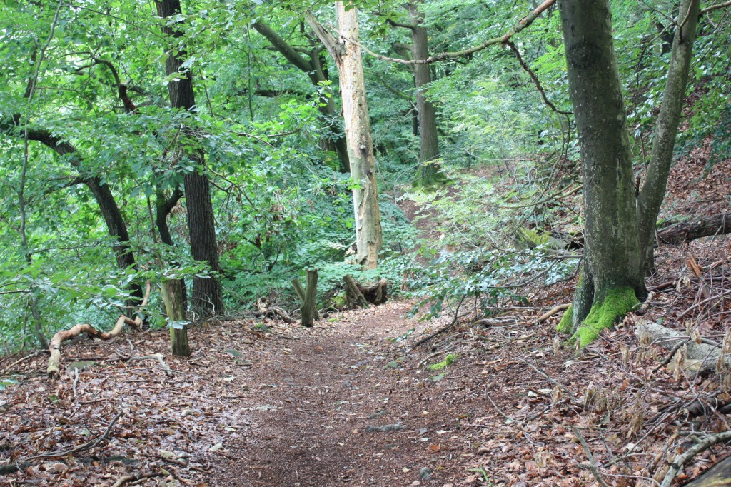 Pfad durch den Wald