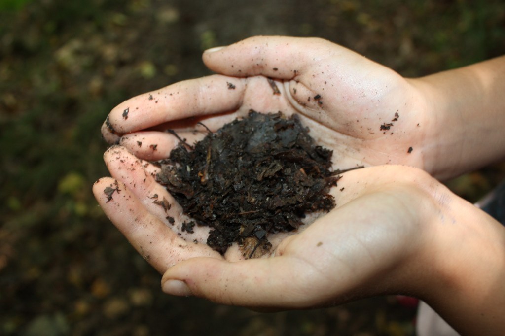 Waldboden in zwei Kinderhänden