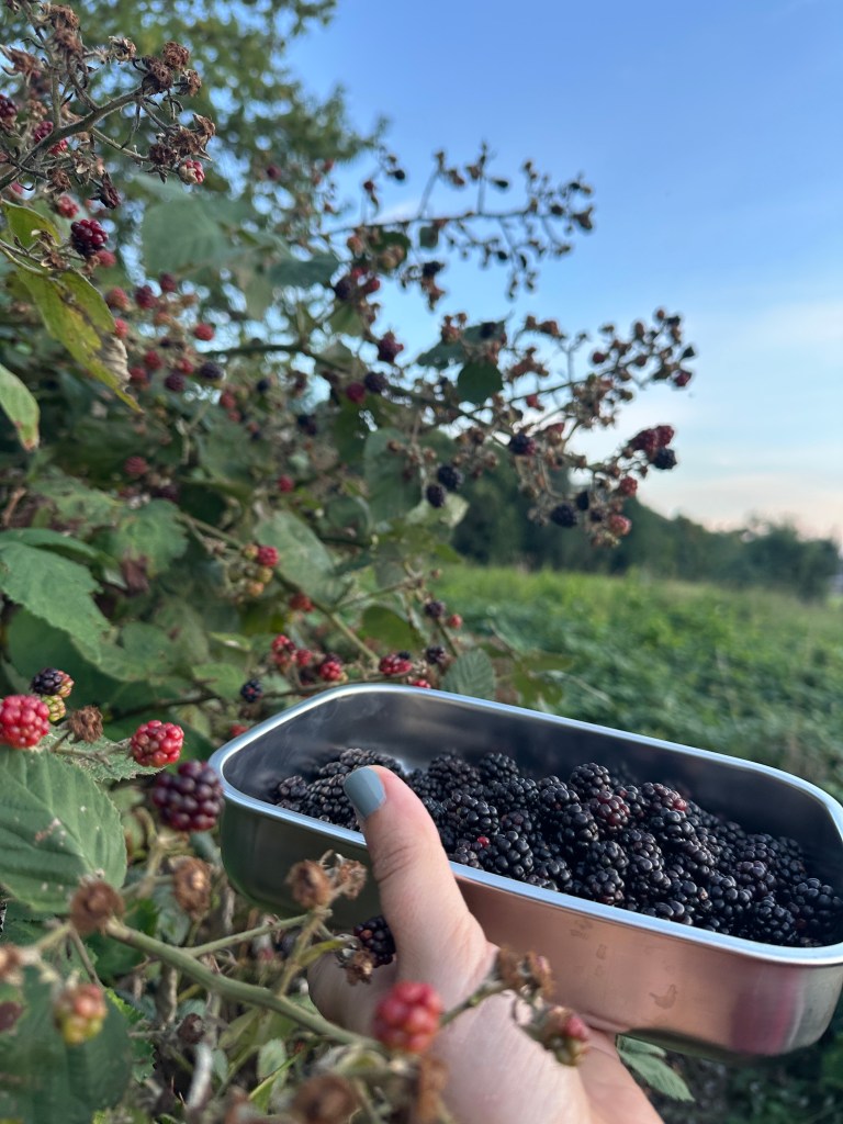 Brombeeren in einer Dose an einer Brombeerhecke