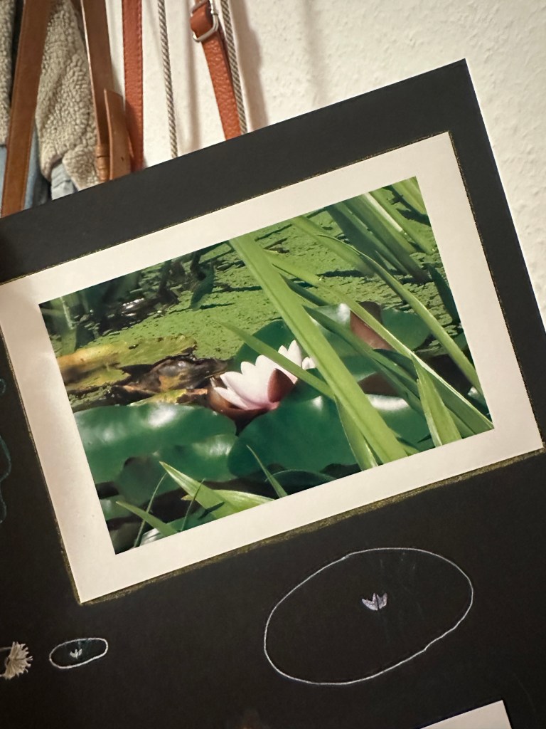 Bild einer Seerose in ein Fotobuch eingeklebt