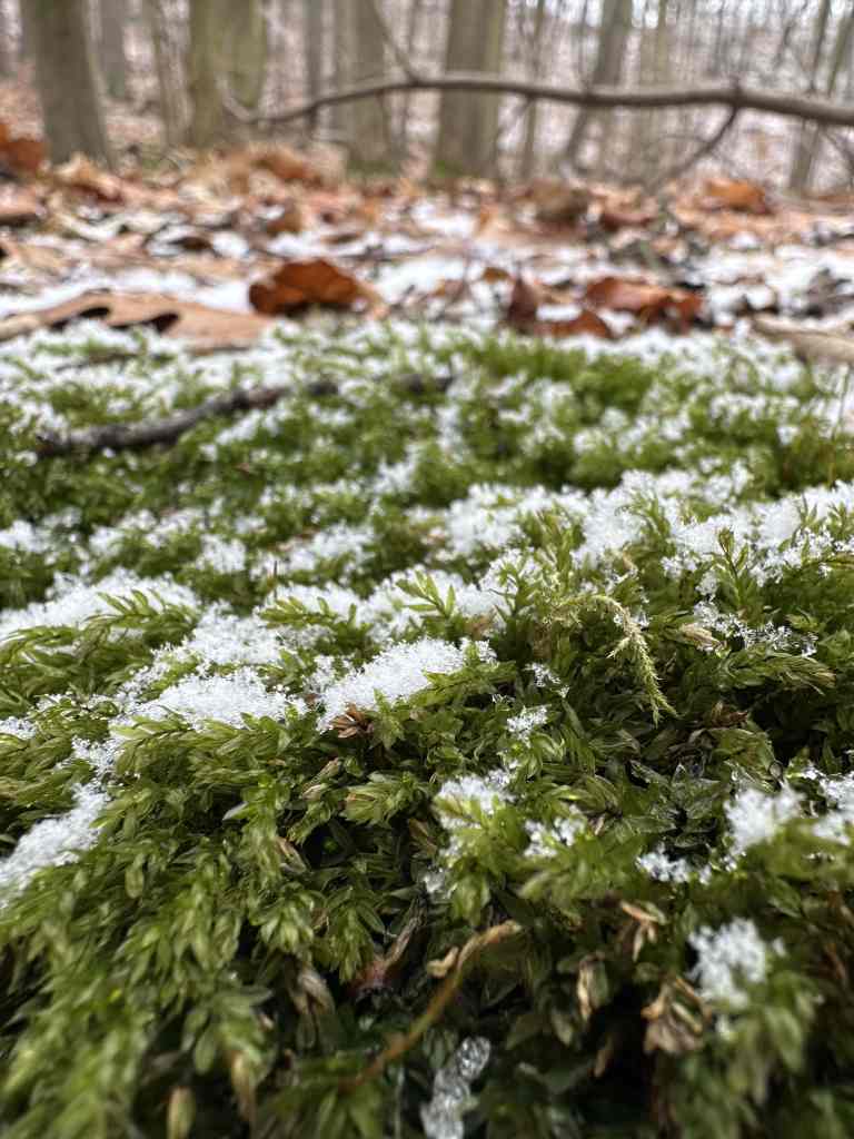 Schnee auf Moos