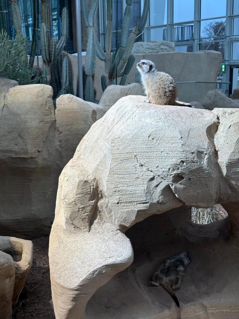 Erdmännchen im Egapark