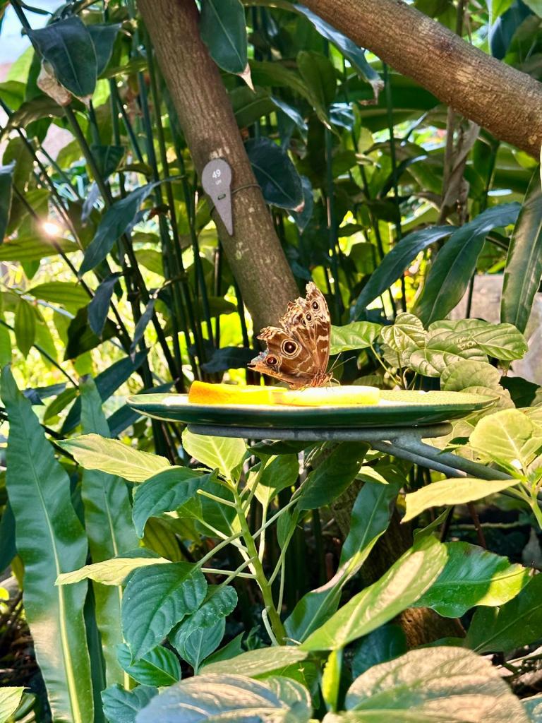 Schmetterling im Regenwaldhaus
