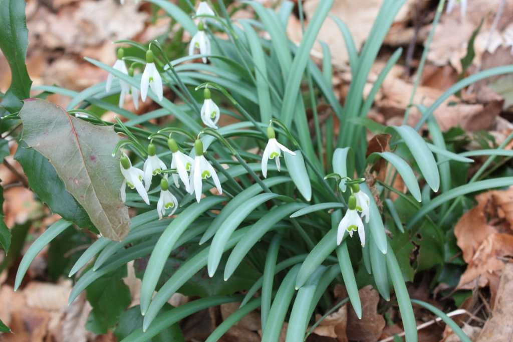 Schneeglöckchen