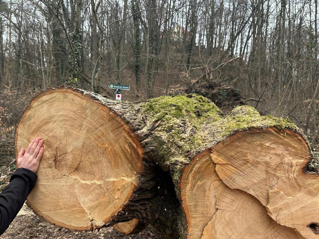 Gefällter Baum im Wald