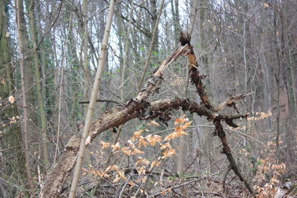 Buchstabe A aus Ästen