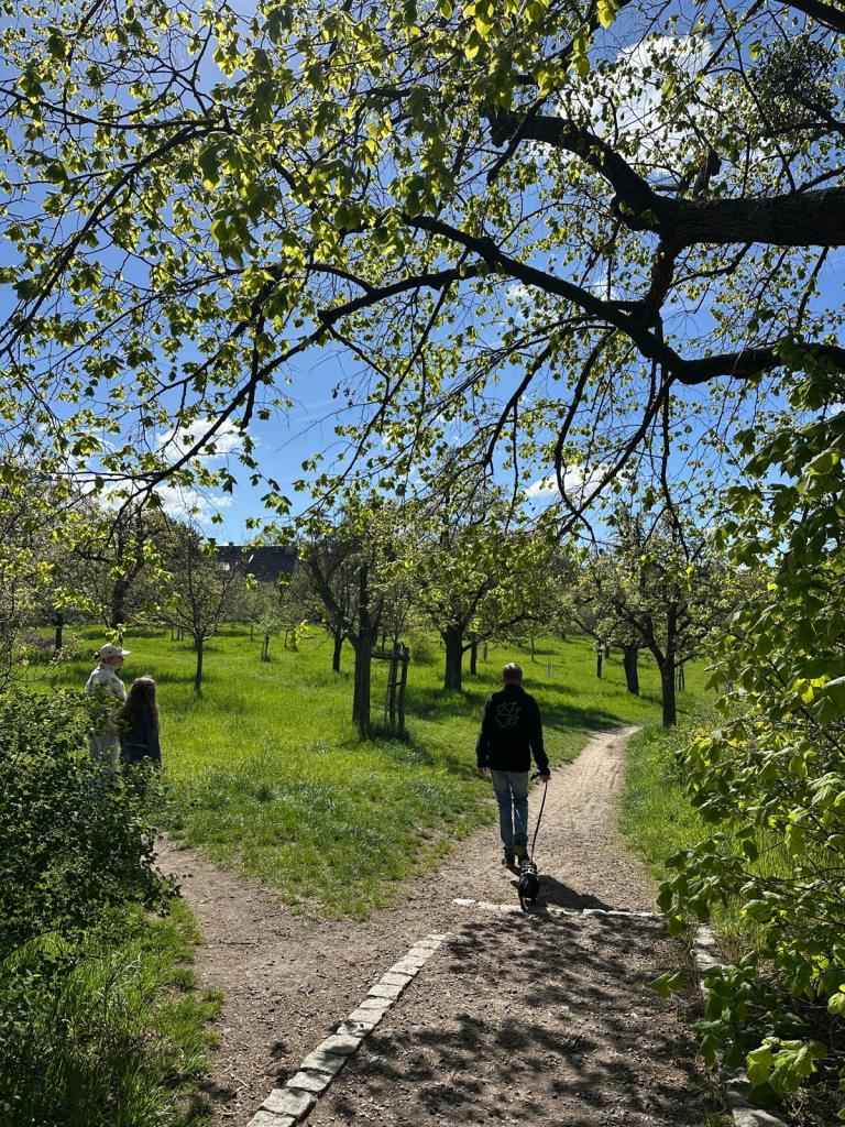 Wanderweg über eine Wiese mit Obstbäumen