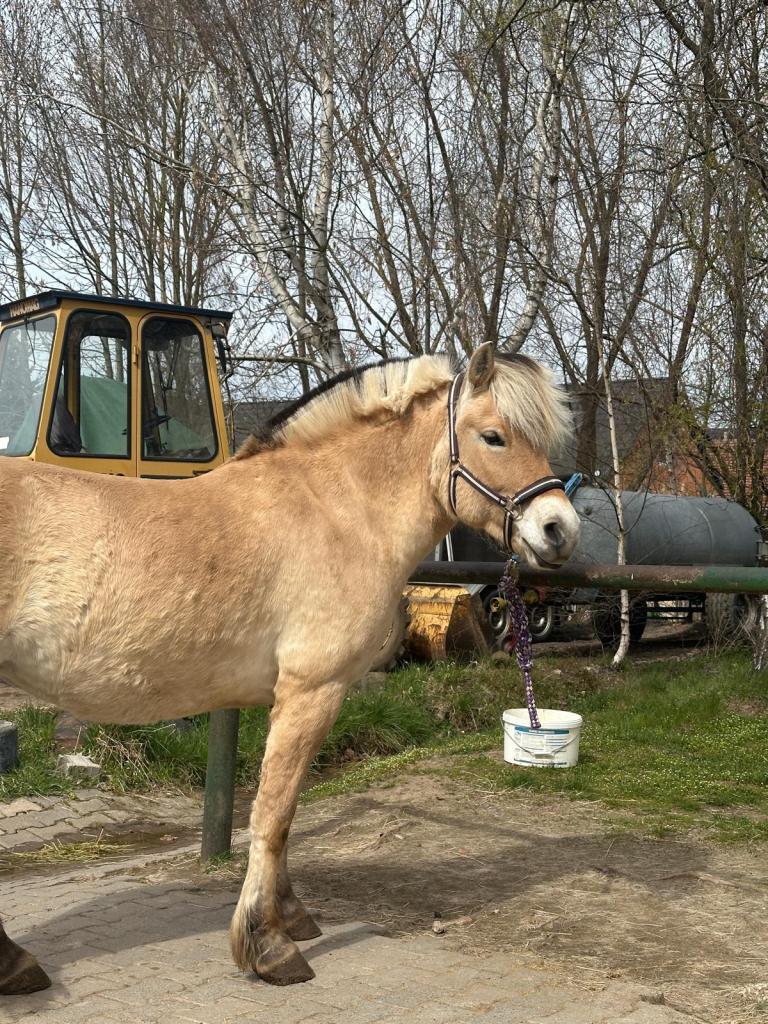 Pferd