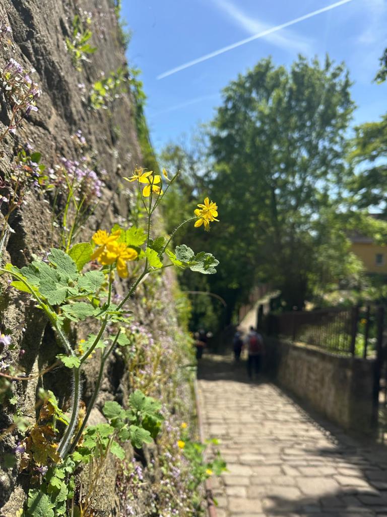 Wanderweg mit Blumen am Wegesrand