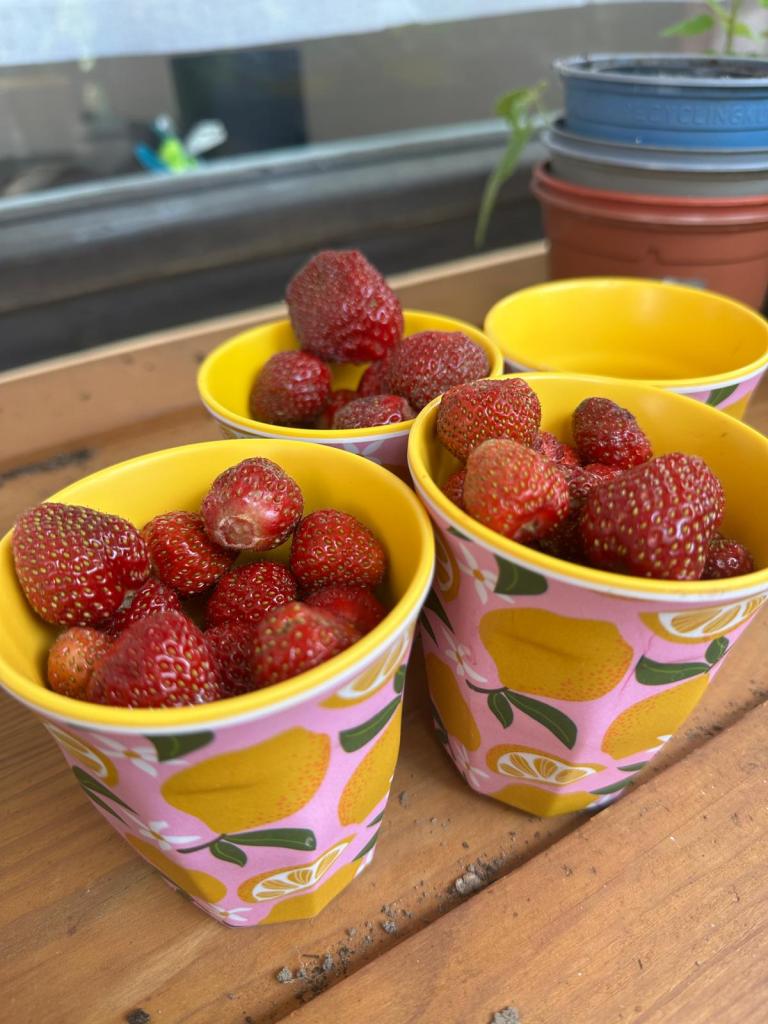 Erdbeeren in Trinkbechern
