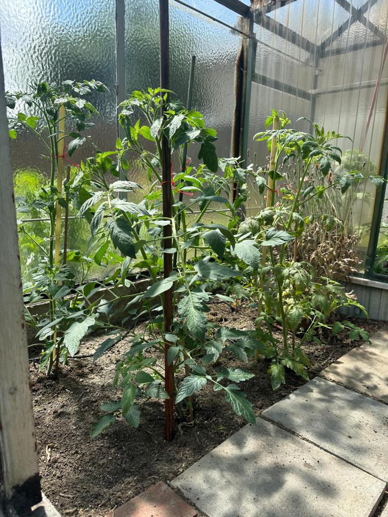 Tomatenpflanzen im Gewächshaus