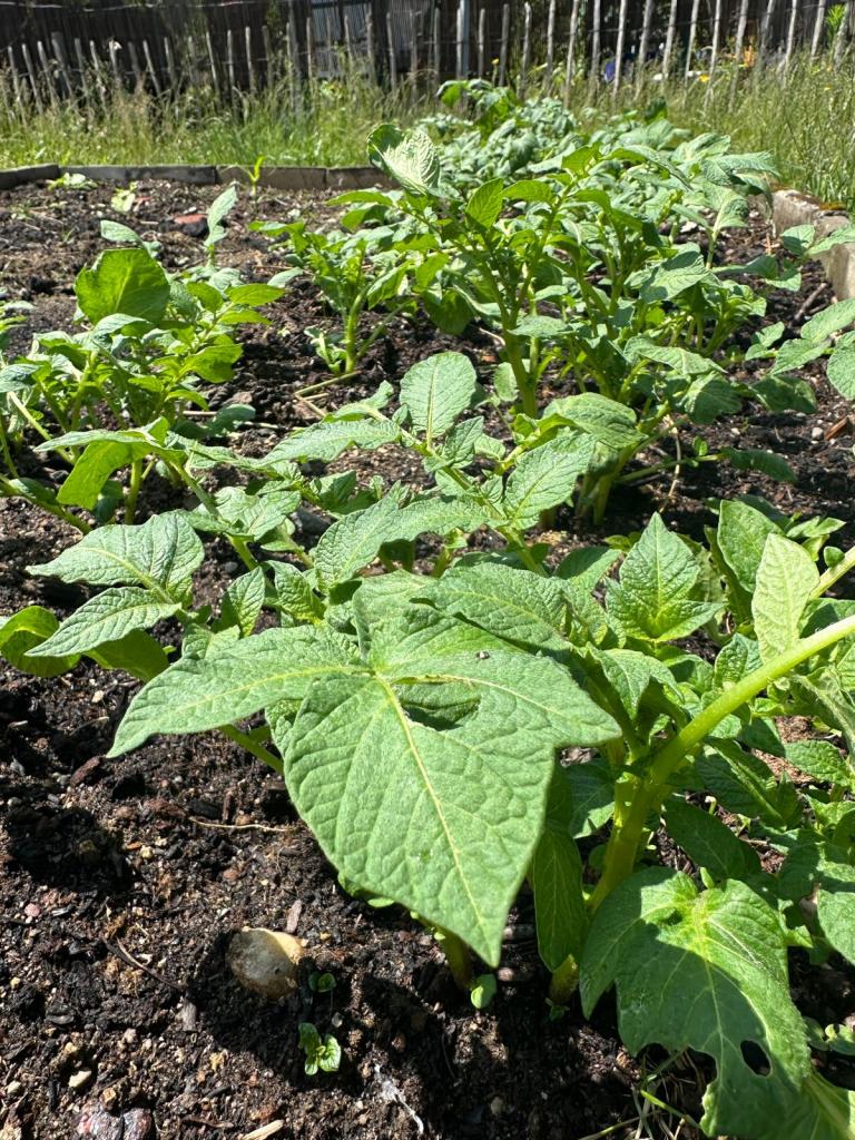 Kartoffelpflanzen im Beet