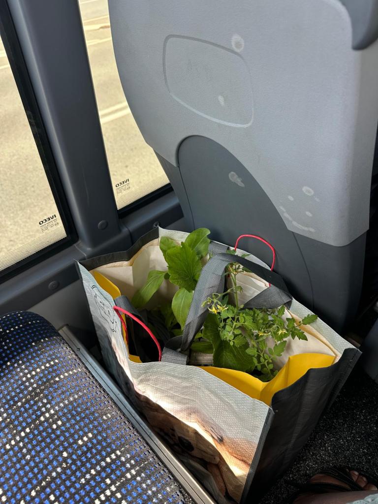 Pflanzen in einem Beutel im Bus