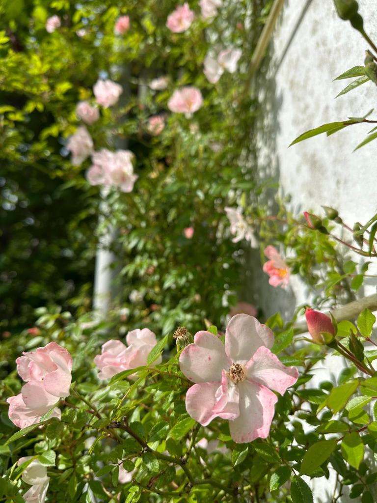 Blumen an der Hütte