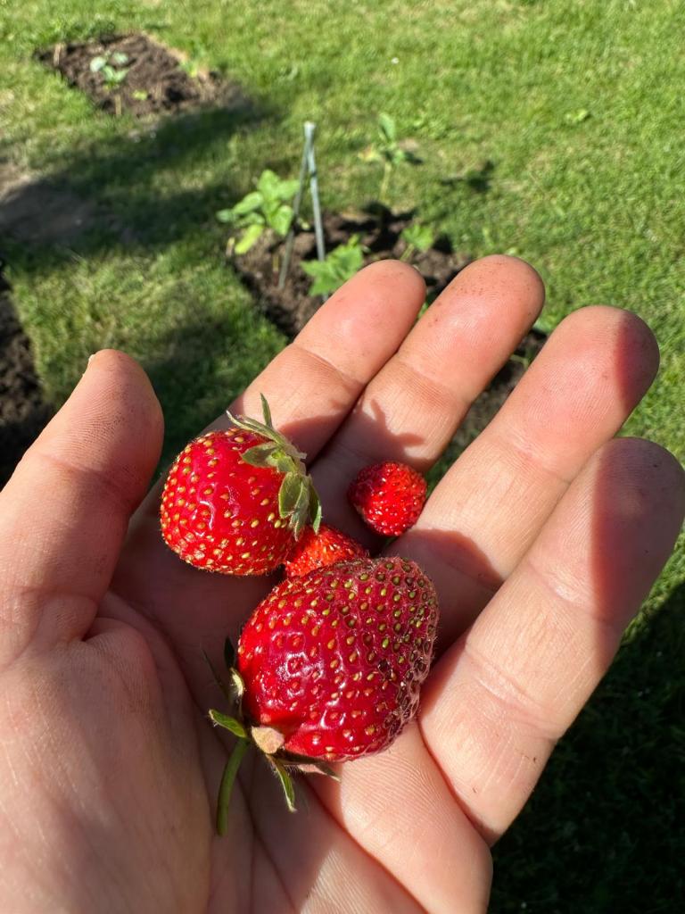 Vier Erdbeeren in einer Hand