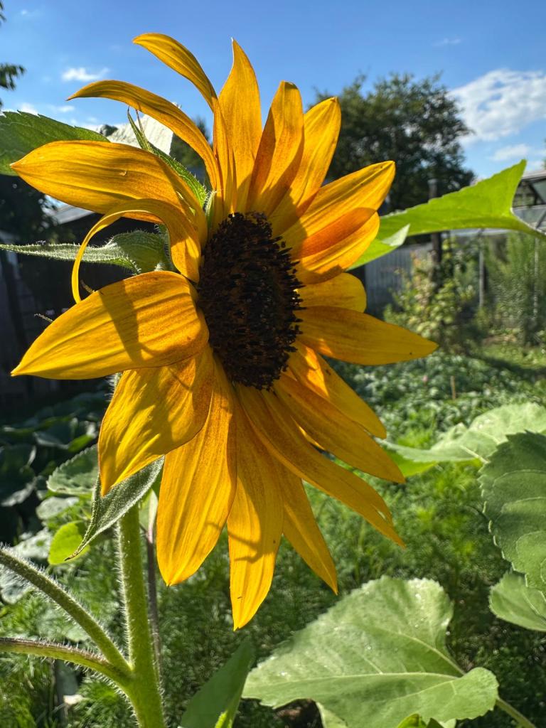 Sonnenblume