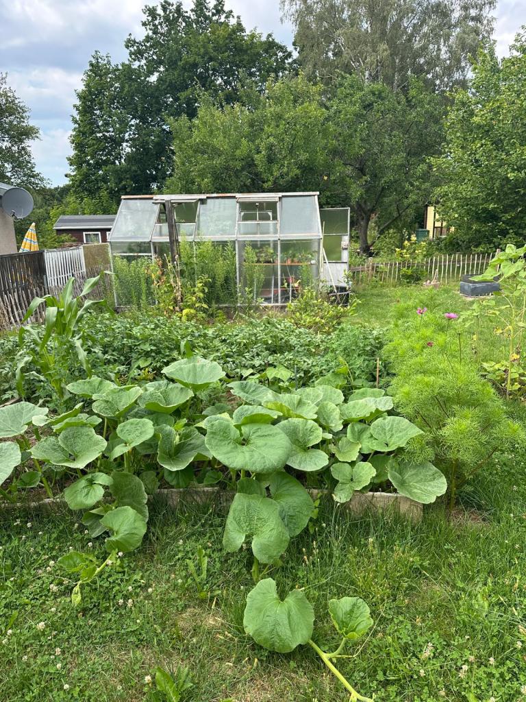 Kleingarten mit vollem Beet und hinten Gewächshaus