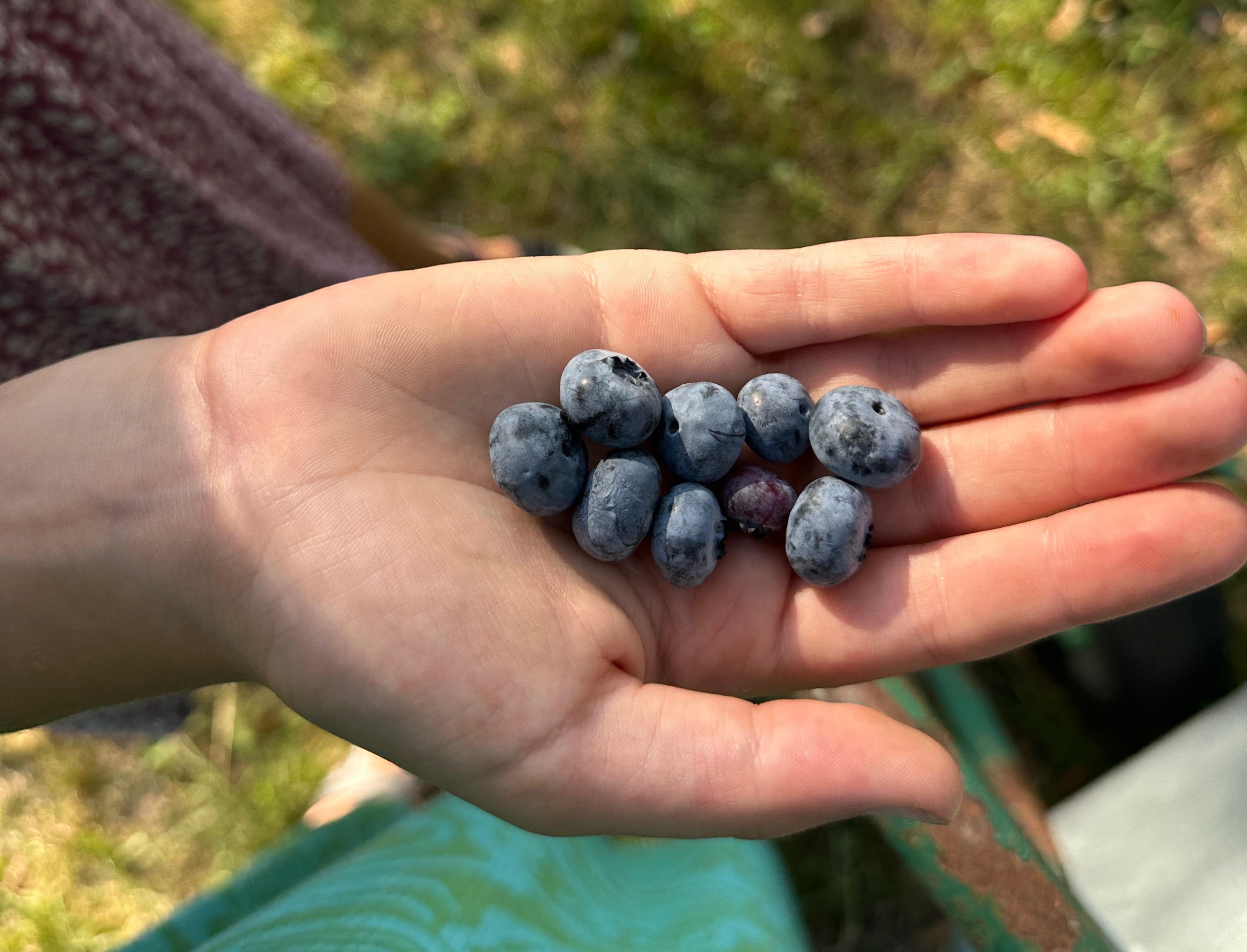 Blaubeeren in einer Hand