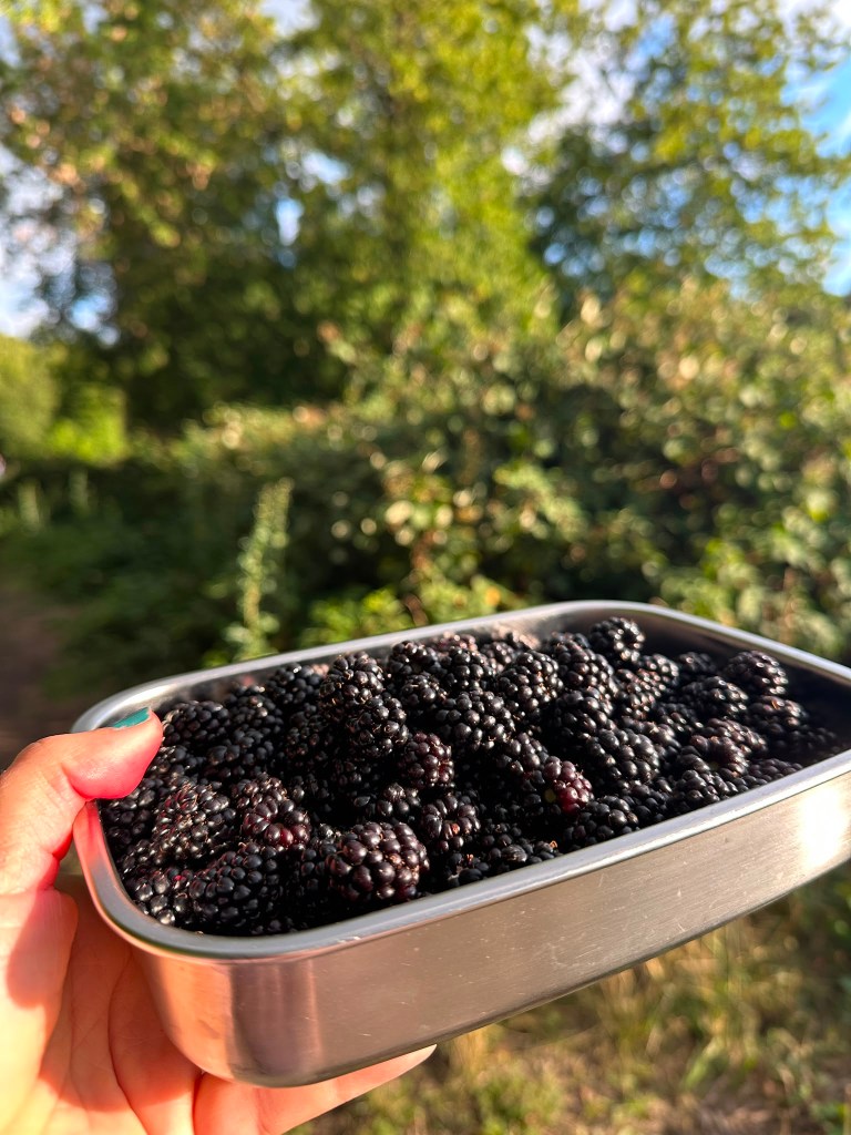 Brombeeren in einer Brotdose