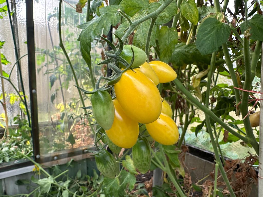 Kleingartentagebuch: Ich steppe durch den Garten mit&nbsp;Aura.