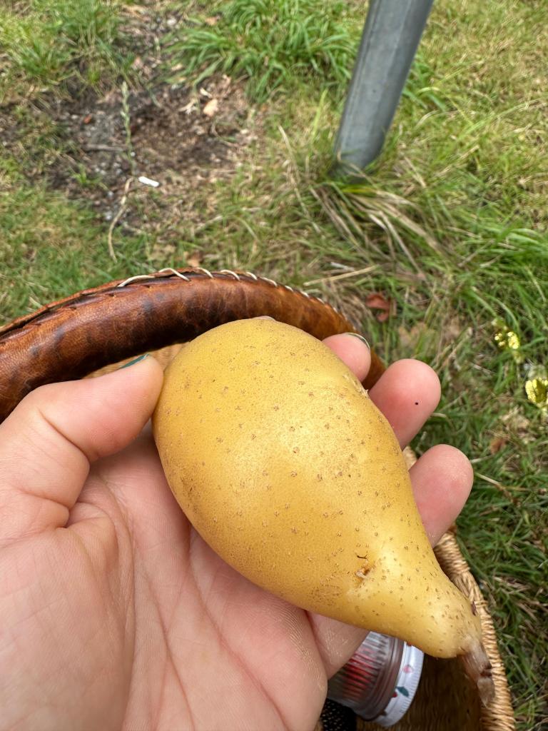 Kartoffel in einer Hand