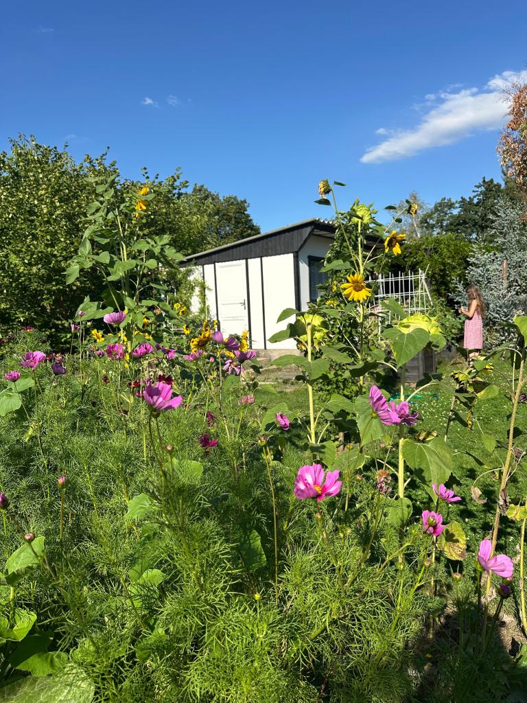 Blumen im Kleingarten