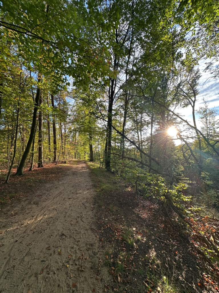 Wald, Sonne scheint durchs Geäst