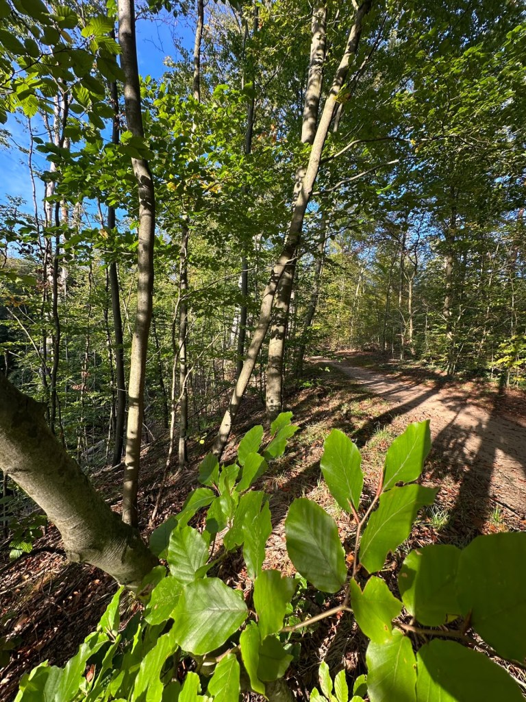 Wald