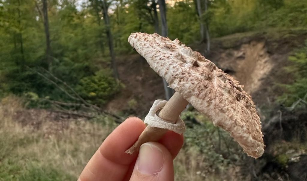 Weißer Pilz mit Lamellen, schuppigem Kopf, Ring