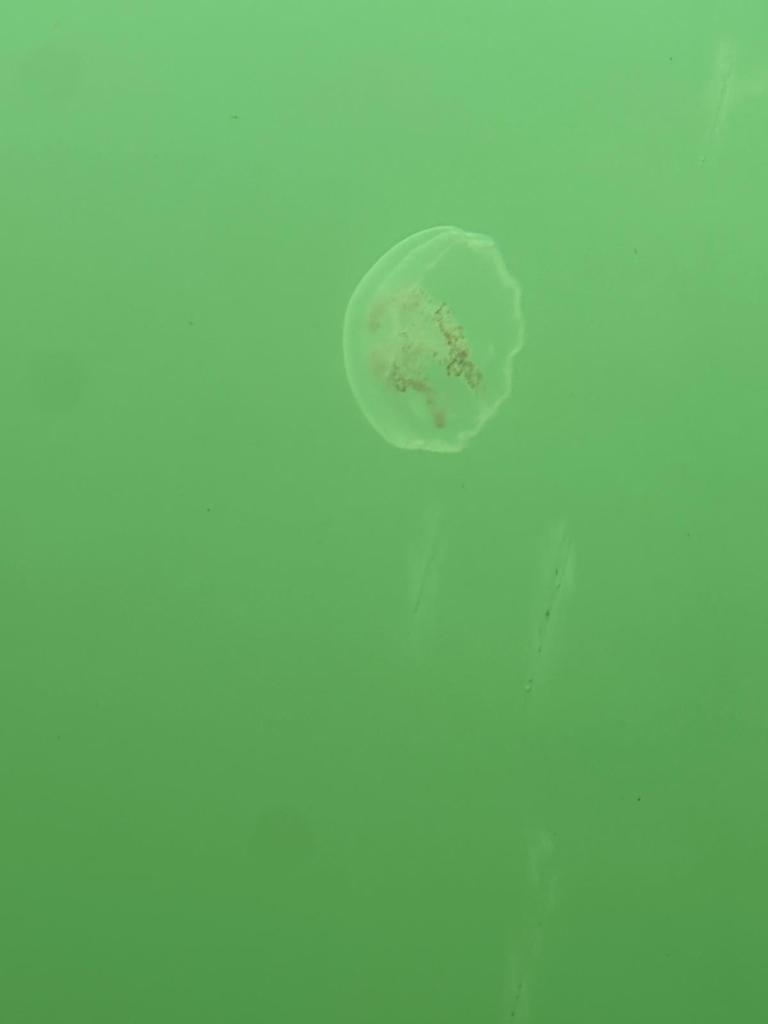 Qualle in grünem Wasser