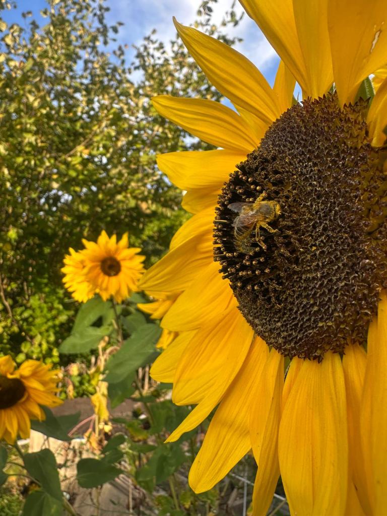 Sonnenblumen mit Biene