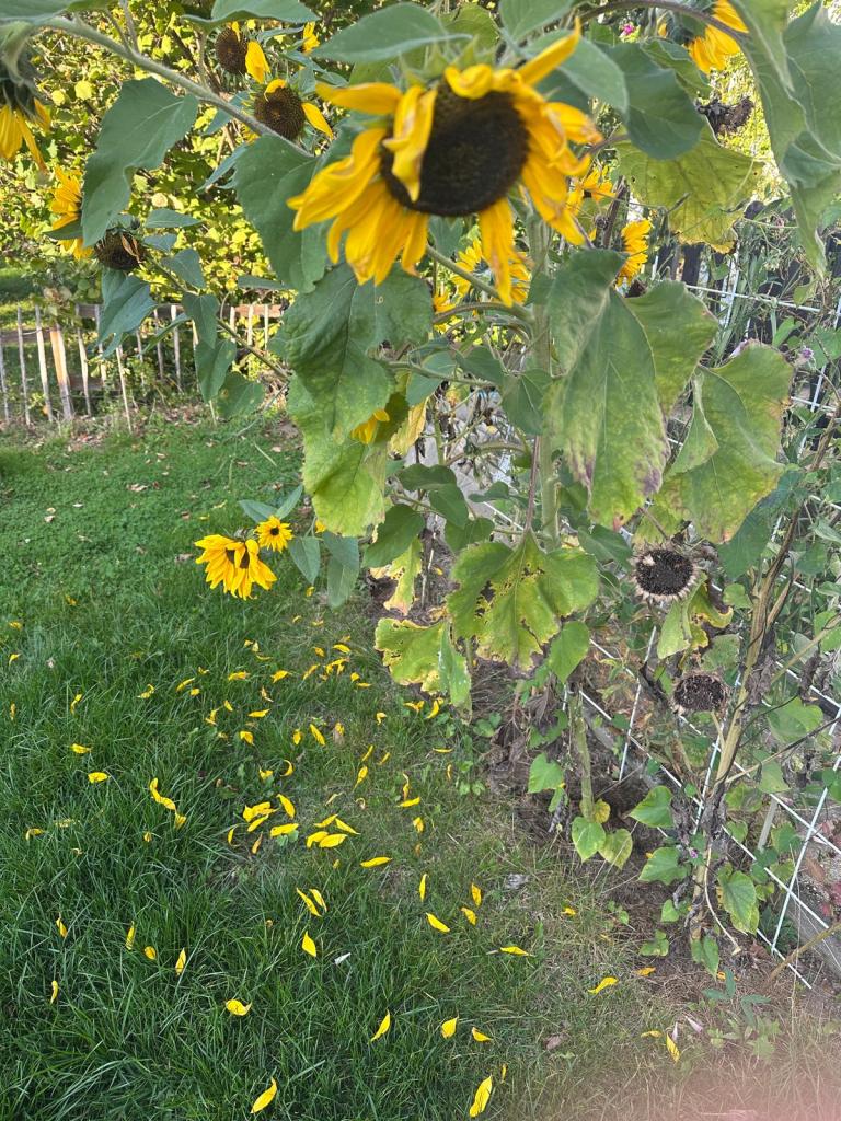 Verblühte Sonnenblumen in einem Garten